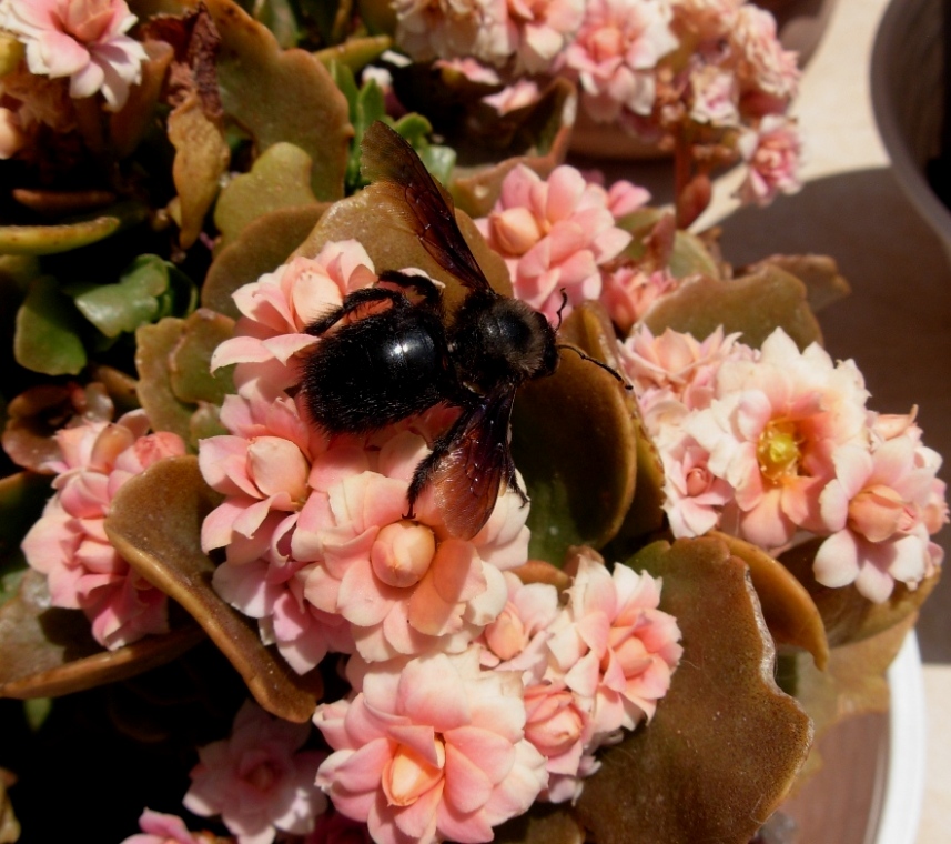 Xylocopa violacea.